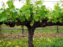 vigne raisin fleur biodiversité