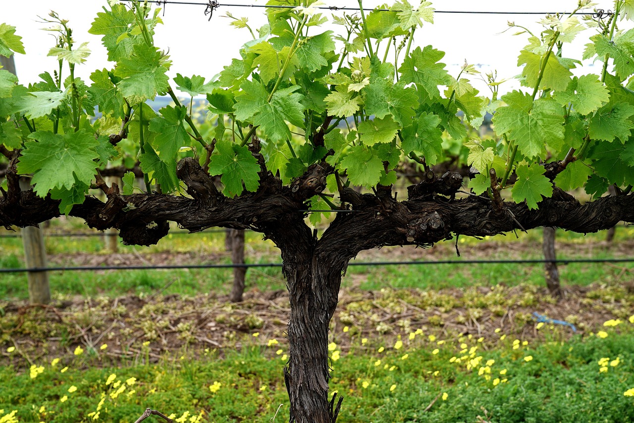 vigne raisin fleur biodiversité