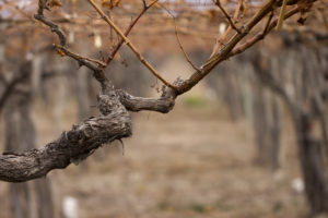 gel vigne 2024