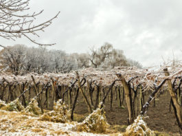 gel vignoble raisin