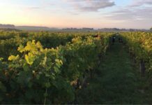 domaine Roches Neuves loire