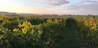domaine Roches Neuves loire