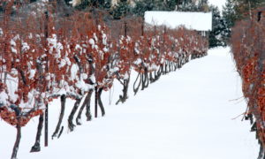 hiver gel vignoble