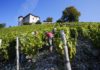 Domaine Jean Perrier et Fils