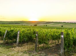 intelligence artificielle viticulture