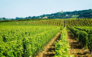 vin parcellaire terroir maison delas