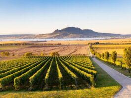 Nouveaux vignerons
