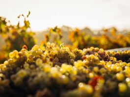 Changement climatique : comment la viticulture française s'adapte-t-elle ?