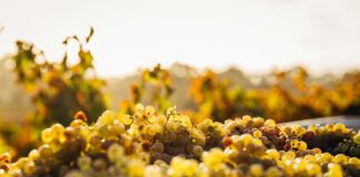 Changement climatique : comment la viticulture française s'adapte-t-elle ?