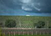 Impact du climat sur le vin français : défis et solutions