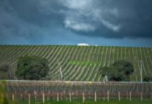 Impact du climat sur le vin français : défis et solutions