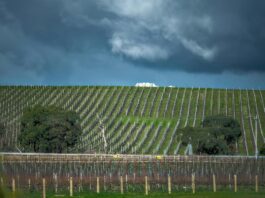 Impact du climat sur le vin français : défis et solutions
