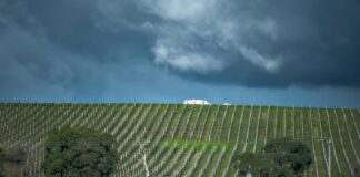 Impact du climat sur le vin français : défis et solutions