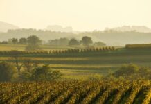 Conversion au bio : les vignerons français face aux défis économiques et climatiques
