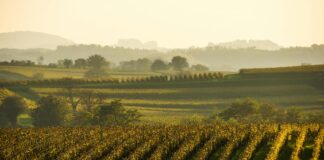 Conversion au bio : les vignerons français face aux défis économiques et climatiques