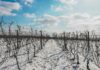 L'impact du changement climatique sur les vins français : adaptations et innovations