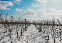 L'impact du changement climatique sur les vins français : adaptations et innovations
