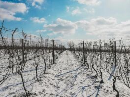 L'impact du changement climatique sur les vins français : adaptations et innovations