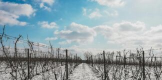 L'impact du changement climatique sur les vins français : adaptations et innovations