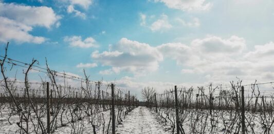 L'impact du changement climatique sur les vins français : adaptations et innovations