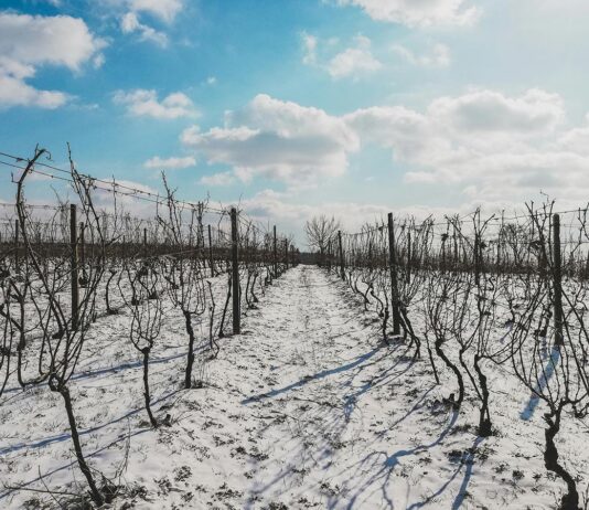 L'impact du changement climatique sur les vins français : adaptations et innovations
