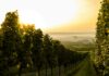 Les défis et opportunités du vin bio en France : état des lieux 2025