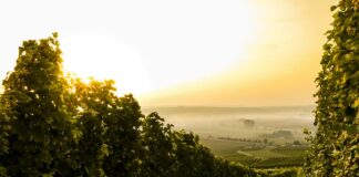 Les défis et opportunités du vin bio en France : état des lieux 2025
