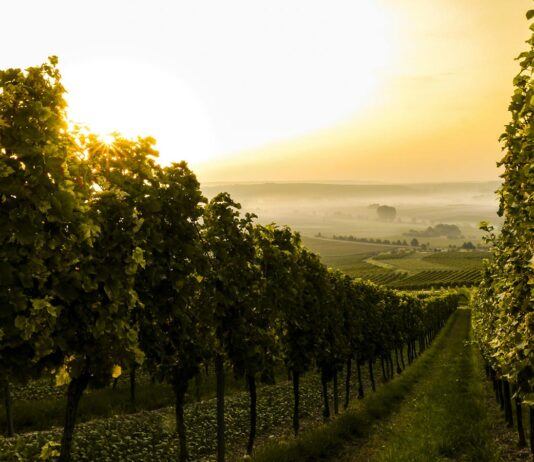 Les défis et opportunités du vin bio en France : état des lieux 2025
