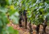 Pourquoi le vin bio français est-il en pleine transformation ?