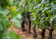 Pourquoi le vin bio français est-il en pleine transformation ?