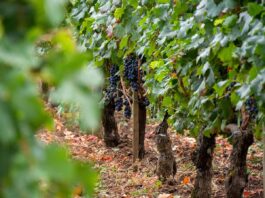 Pourquoi le vin bio français est-il en pleine transformation ?