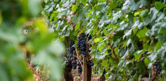 Pourquoi le vin bio français est-il en pleine transformation ?