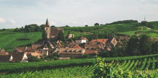 Les vins d'Alsace : une symphonie de saveurs et d'arômes