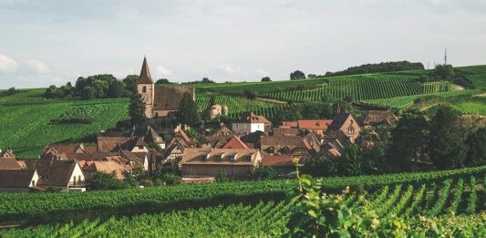 Les vins d'Alsace : une symphonie de saveurs et d'arômes