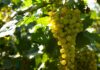 Les vins de Muscat : des vins doux naturels à explorer