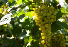 Les vins de Muscat : des vins doux naturels à explorer