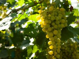 Les vins de Muscat : des vins doux naturels à explorer
