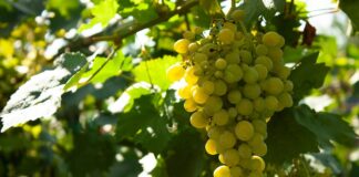 Les vins de Muscat : des vins doux naturels à explorer