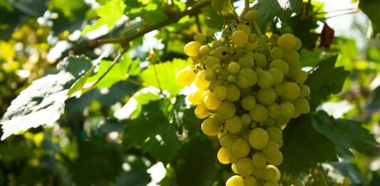 Les vins de Muscat : des vins doux naturels à explorer