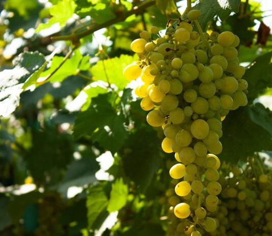 Les vins de Muscat : des vins doux naturels à explorer