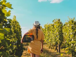 Les vins de Provence : bien plus que du rosé