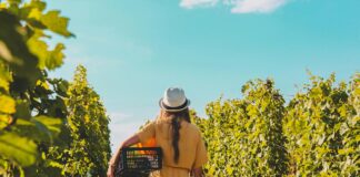 Les vins de Provence : bien plus que du rosé