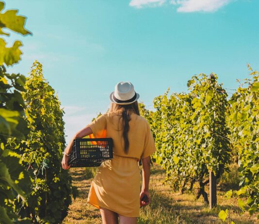 Les vins de Provence : bien plus que du rosé