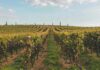 Les vins de Bourgogne : l'élégance à l'état pur
