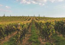 Les vins de Bourgogne : l'élégance à l'état pur