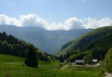 Les vins du Jura : des vins originaux et typiques