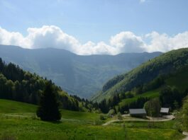 Les vins du Jura : des vins originaux et typiques