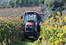 Les vins de Gaillac : des vins du Sud-Ouest à explorer