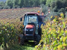 Les vins de Gaillac : des vins du Sud-Ouest à explorer