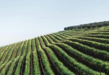 Restructuration des vignobles français : les défis et les opportunités